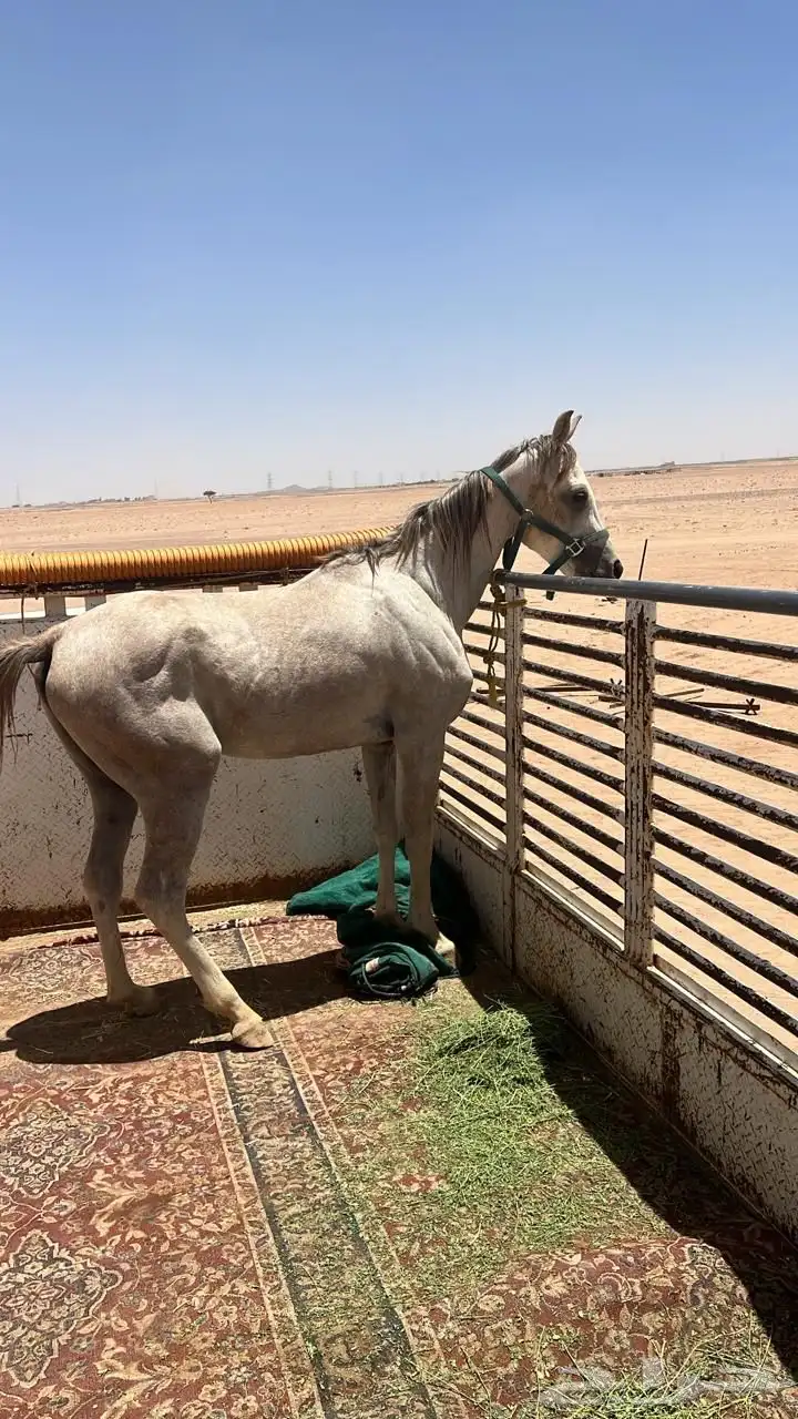 حصان 2