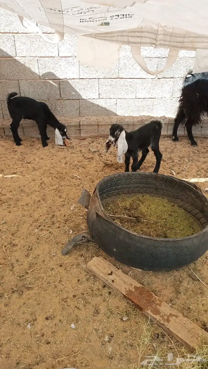 عنز عارضيه معها تيوس 0