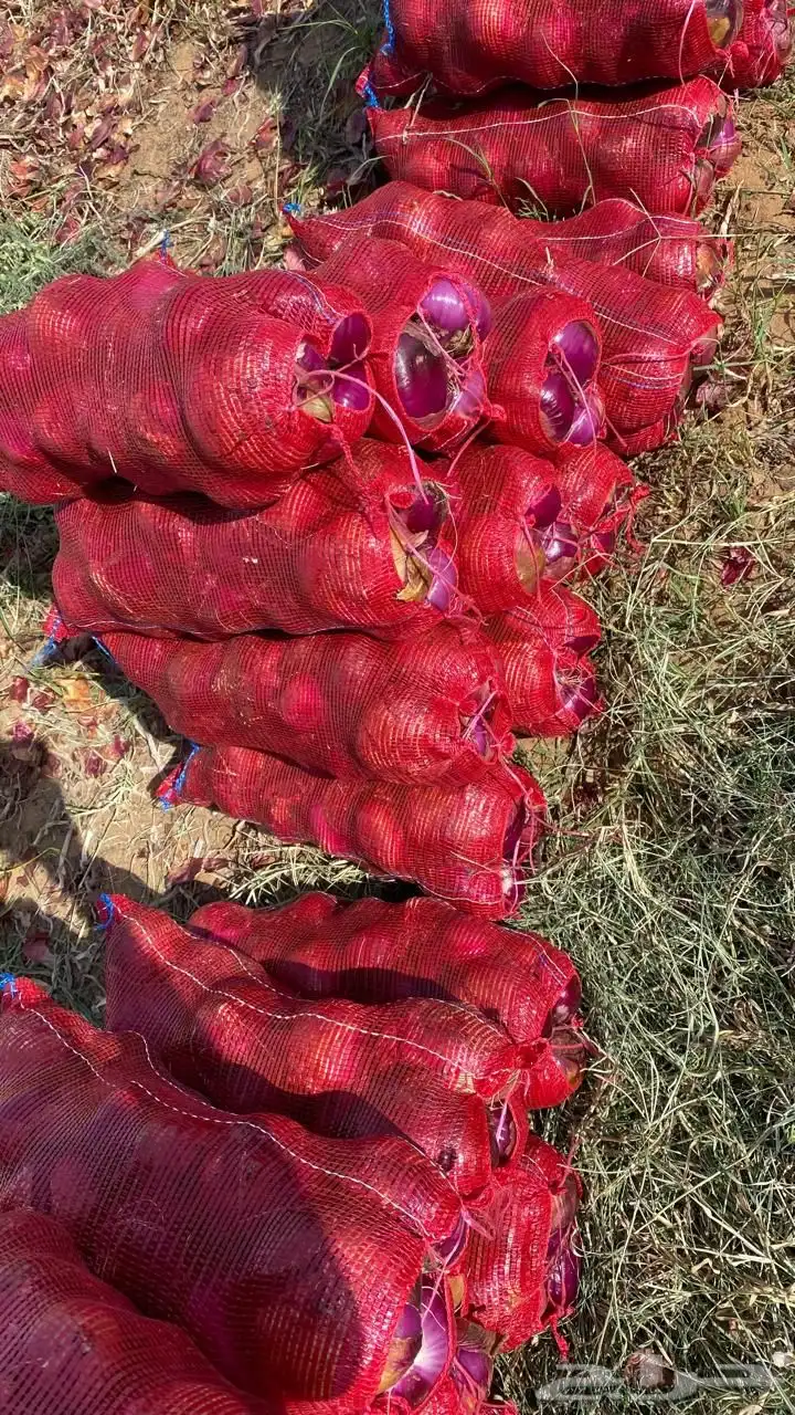 للبيع بصل 6 هكتار البيع جمله وتفريد 3