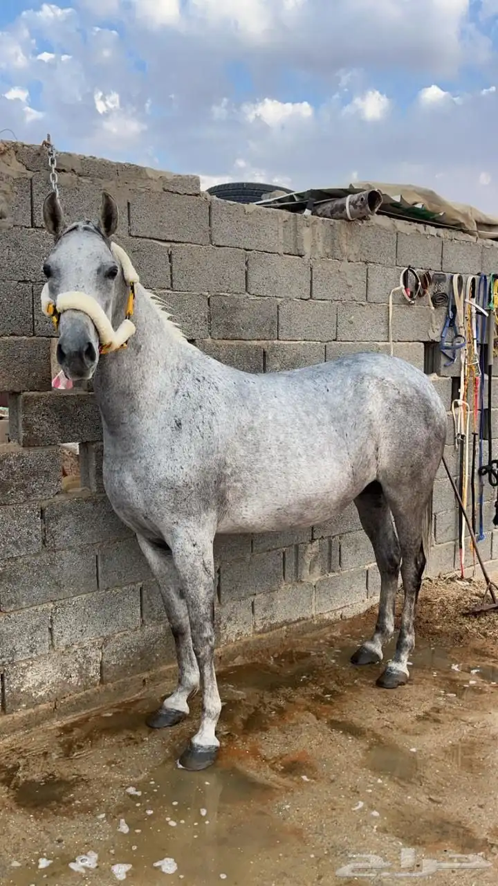 فرس شعبيه معها مهره 4