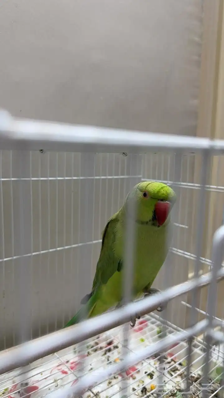 ببغاء دره للبيع بدون ملحقات العمر سنه وشويه. فيه خوف شويه 0