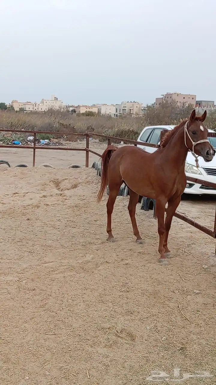 فرس واهو 1