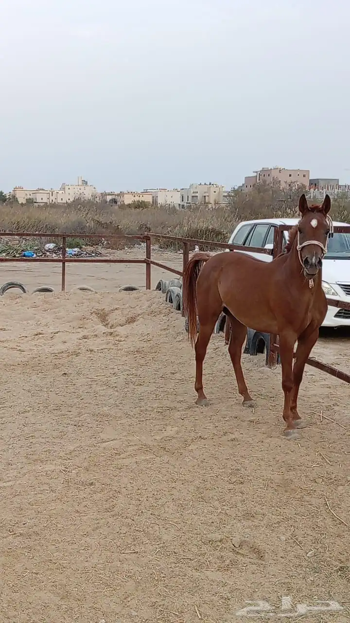 فرس واهو 0