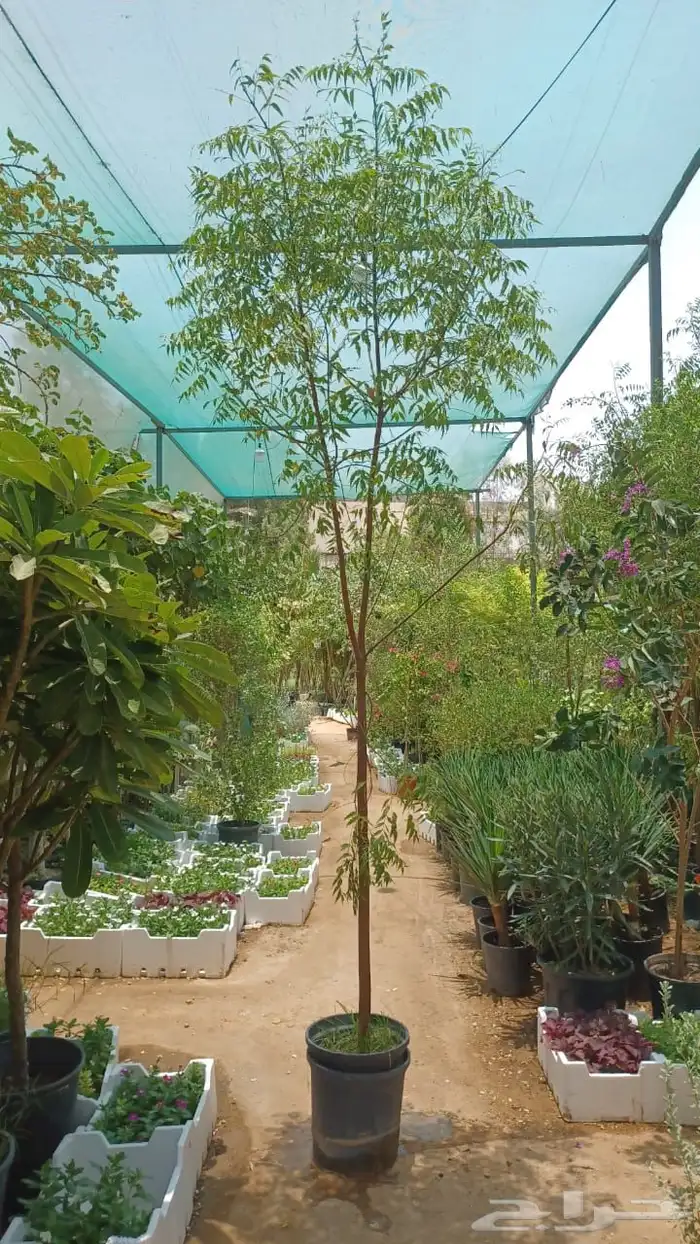 اشجار نيم 1.50 بوصه 1
