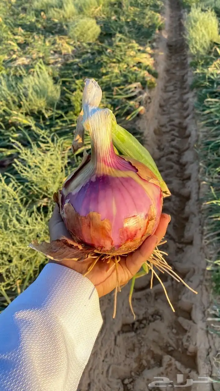 للبيع بصل 6 هكتار البيع جمله وتفريد 0