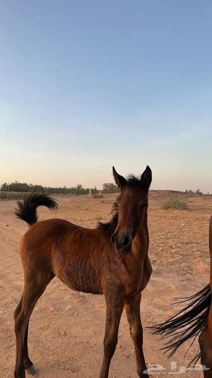 فرس شعبيه تحتها مهره 1