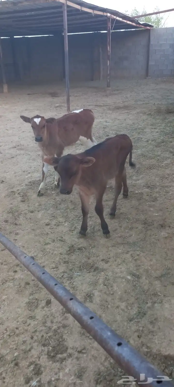 ابقار للبيع 3