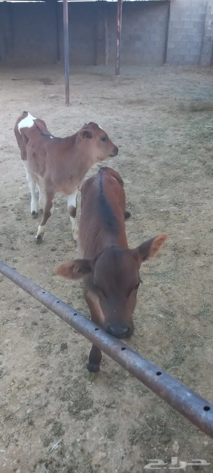 ابقار للبيع 2