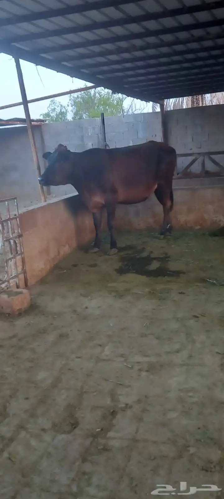 ابقار للبيع 0