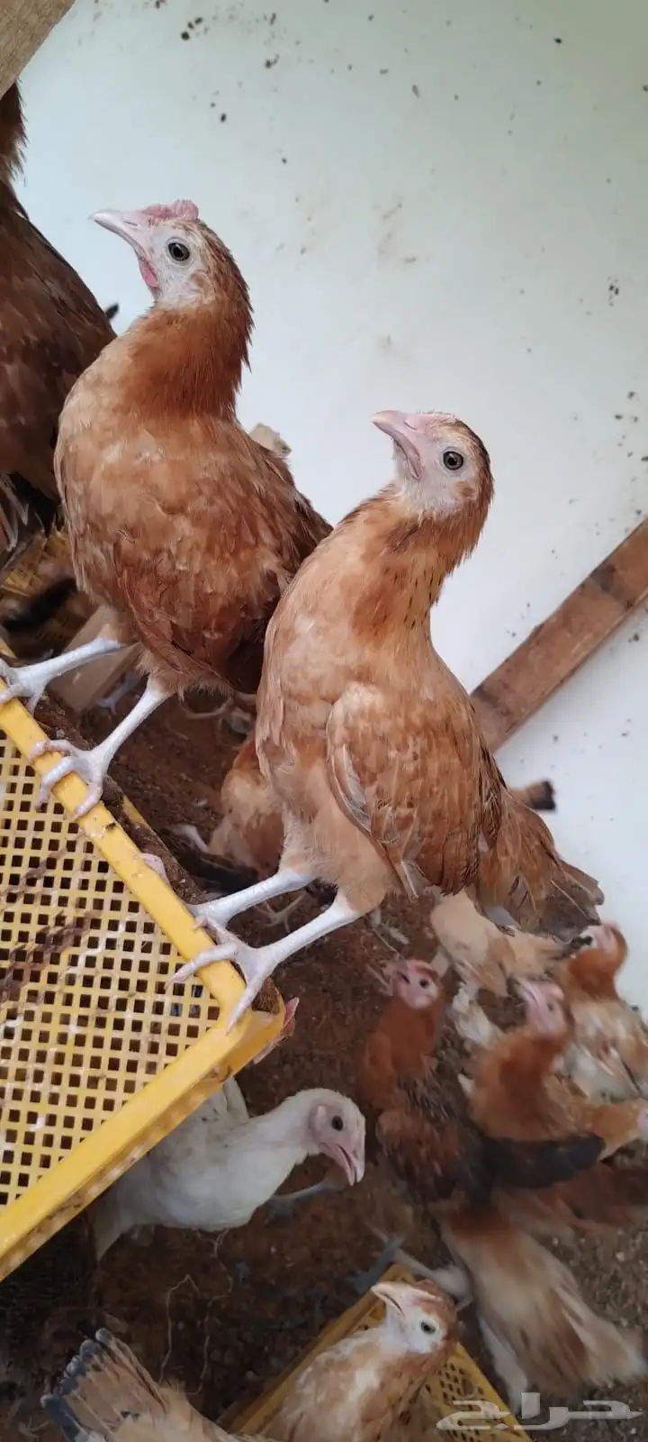 دجاج بلدي فواتح 0