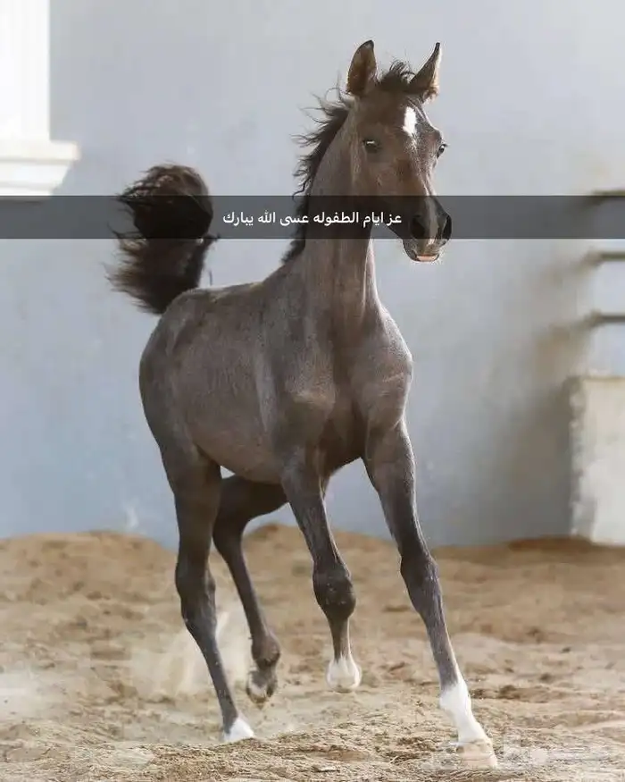 حصان واهو 5