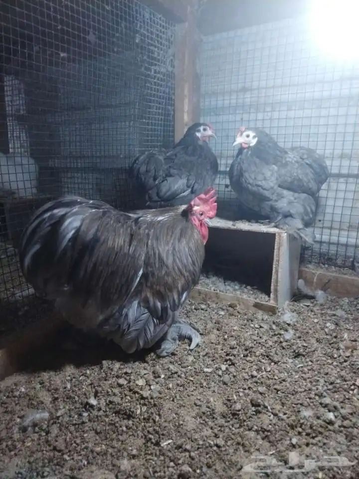 دجاج كوشن 0