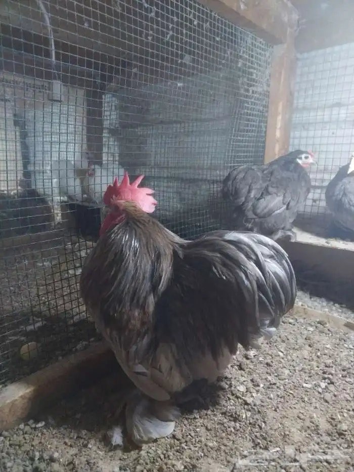 دجاج كوشن 1
