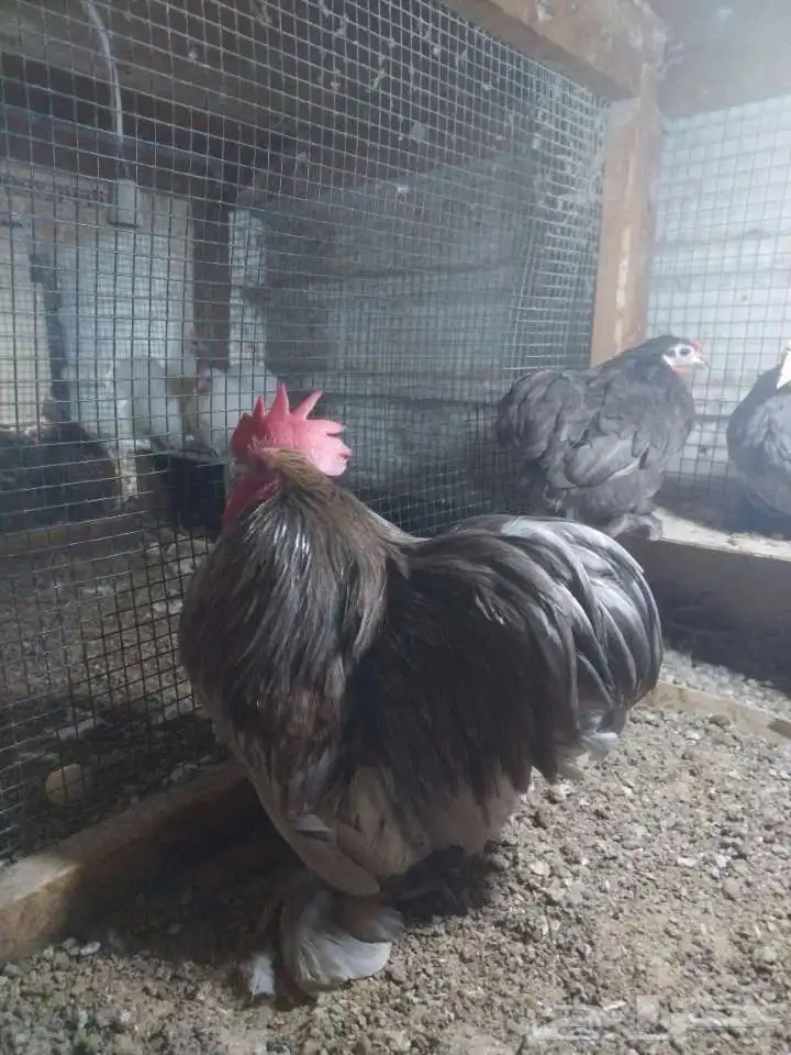 دجاج كوشن 1