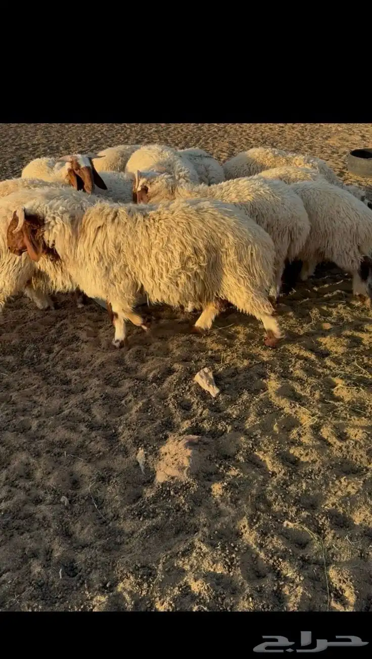 للبيع خرفان ورخال نعيم 0