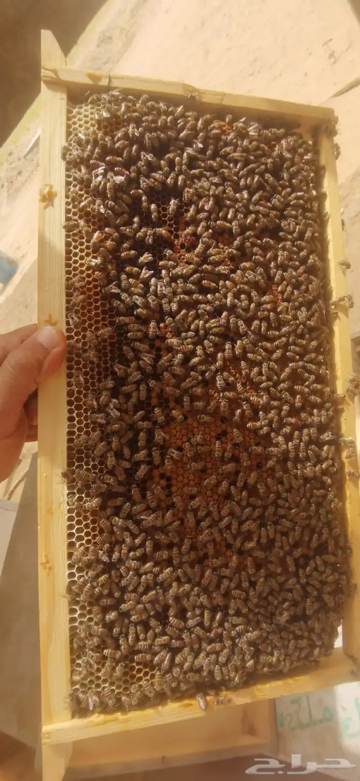 يوجد ذبايح خرفان وحشوان 4
