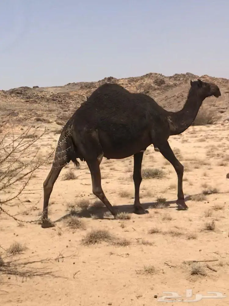 ابل مجاهيم فواخر للبيع 0