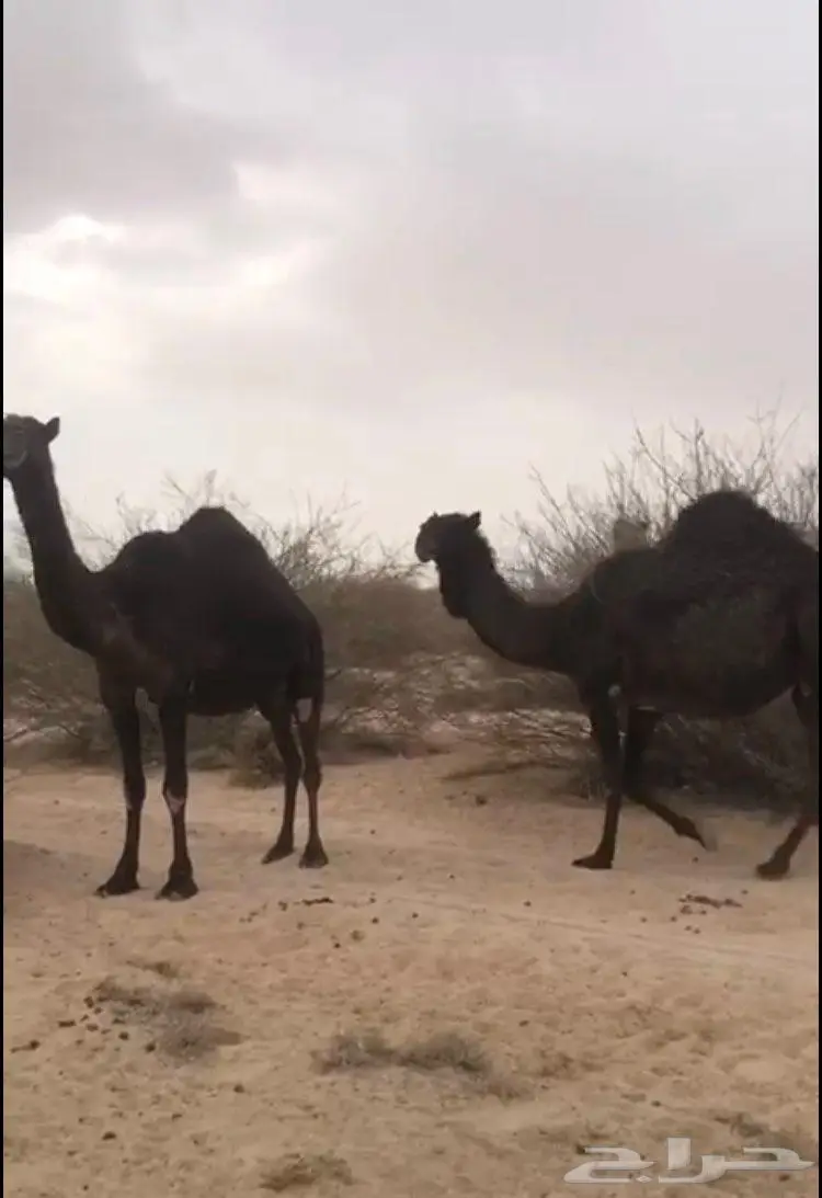 ابل مجاهيم فواخر للبيع 2