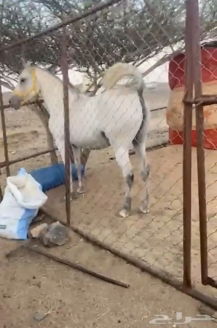 فرس شعبي صفراء مفلي لها اسبوع وميت مهرها وجاهزه للتشبيه 0