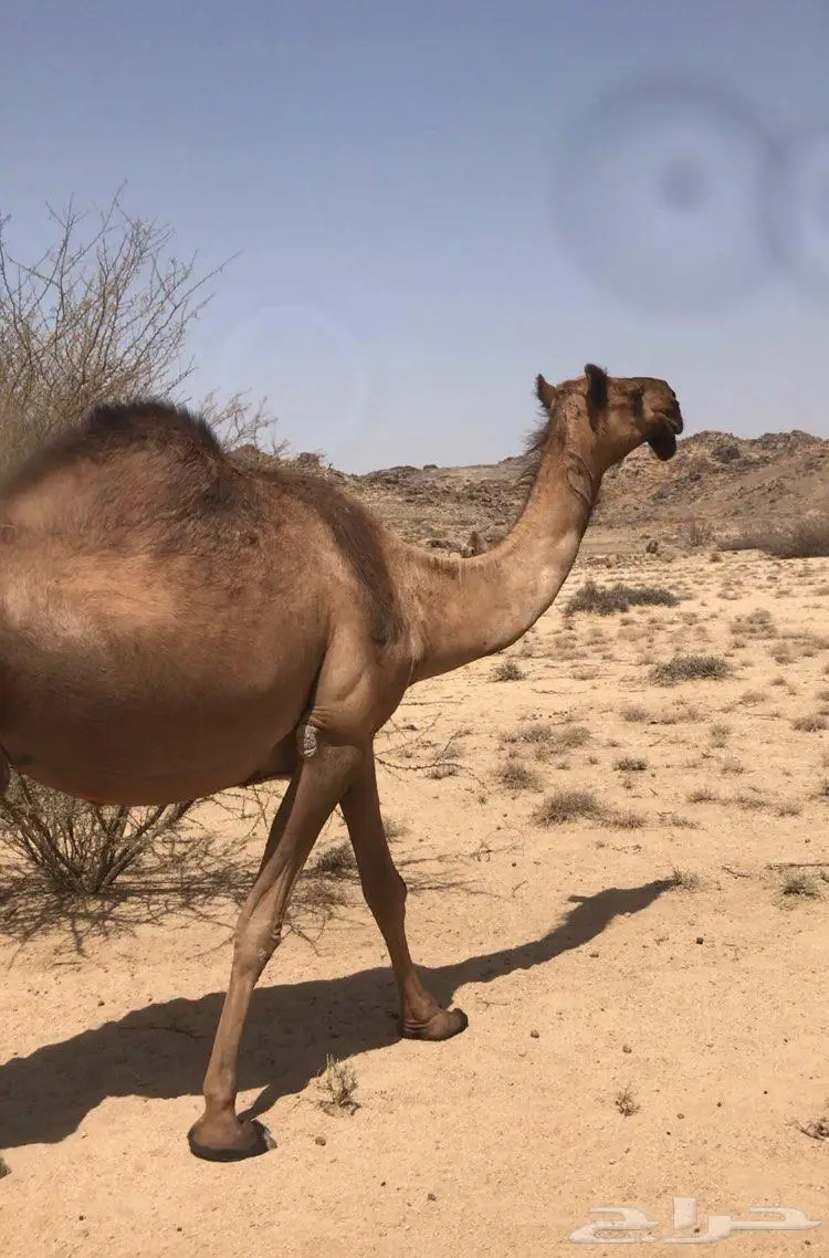 ابل مجاهيم فواخر للبيع 8