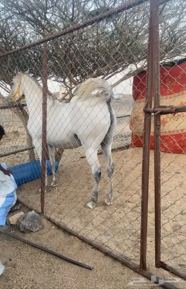 فرس شعبي صفراء مفلي لها اسبوع وميت مهرها وجاهزه للتشبيه 1