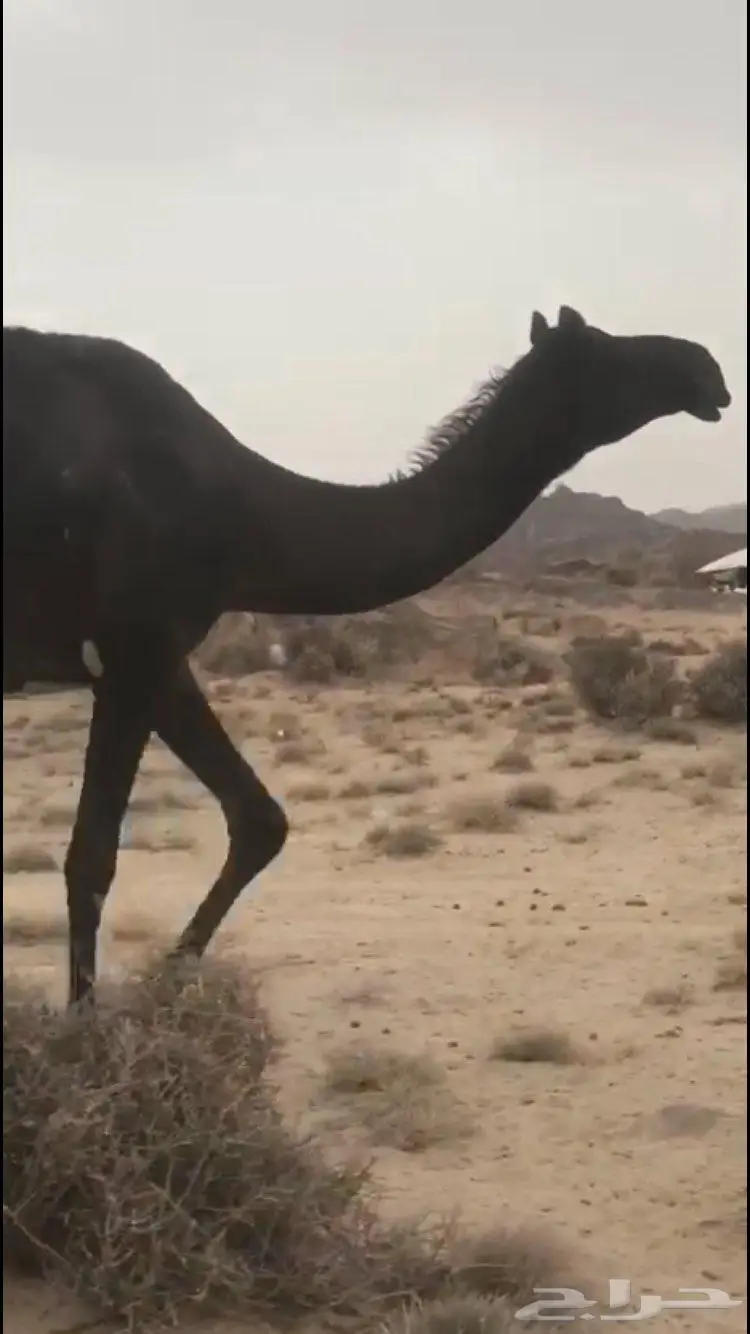 ابل مجاهيم فواخر للبيع 11