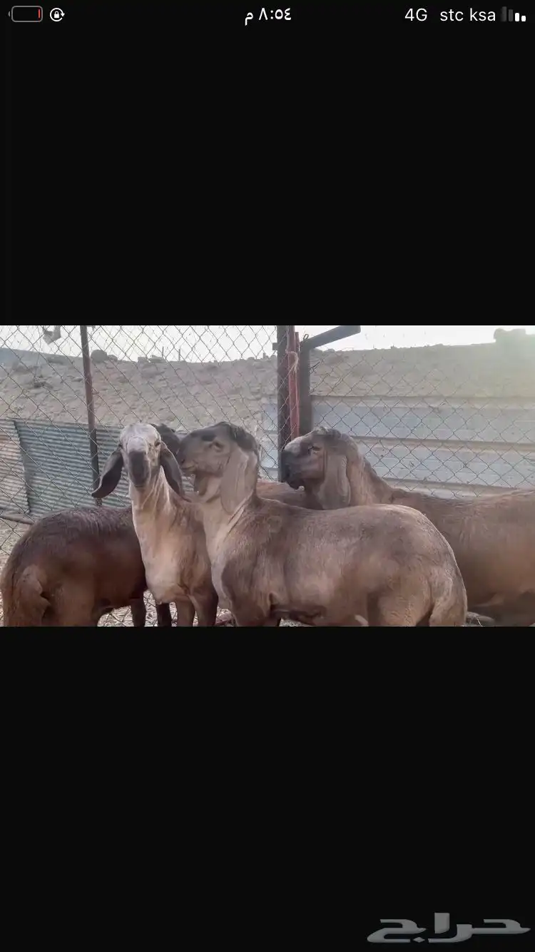 خرفان سواكن درمانية صنف 6
