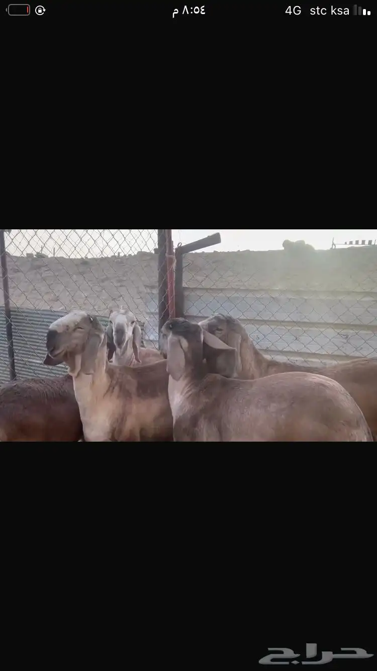 خرفان سواكن درمانية صنف 5