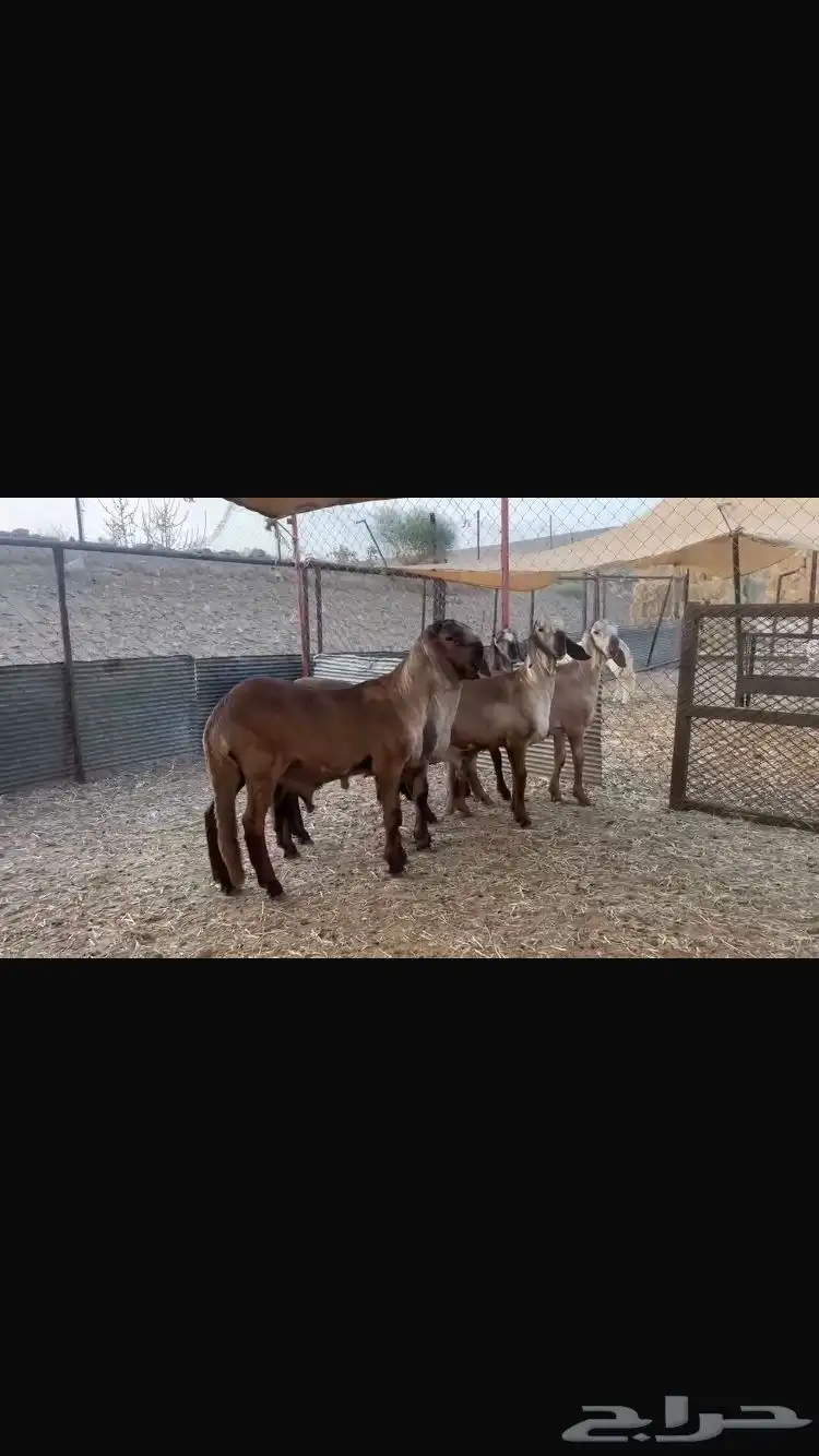 خرفان سواكن درمانية صنف 2