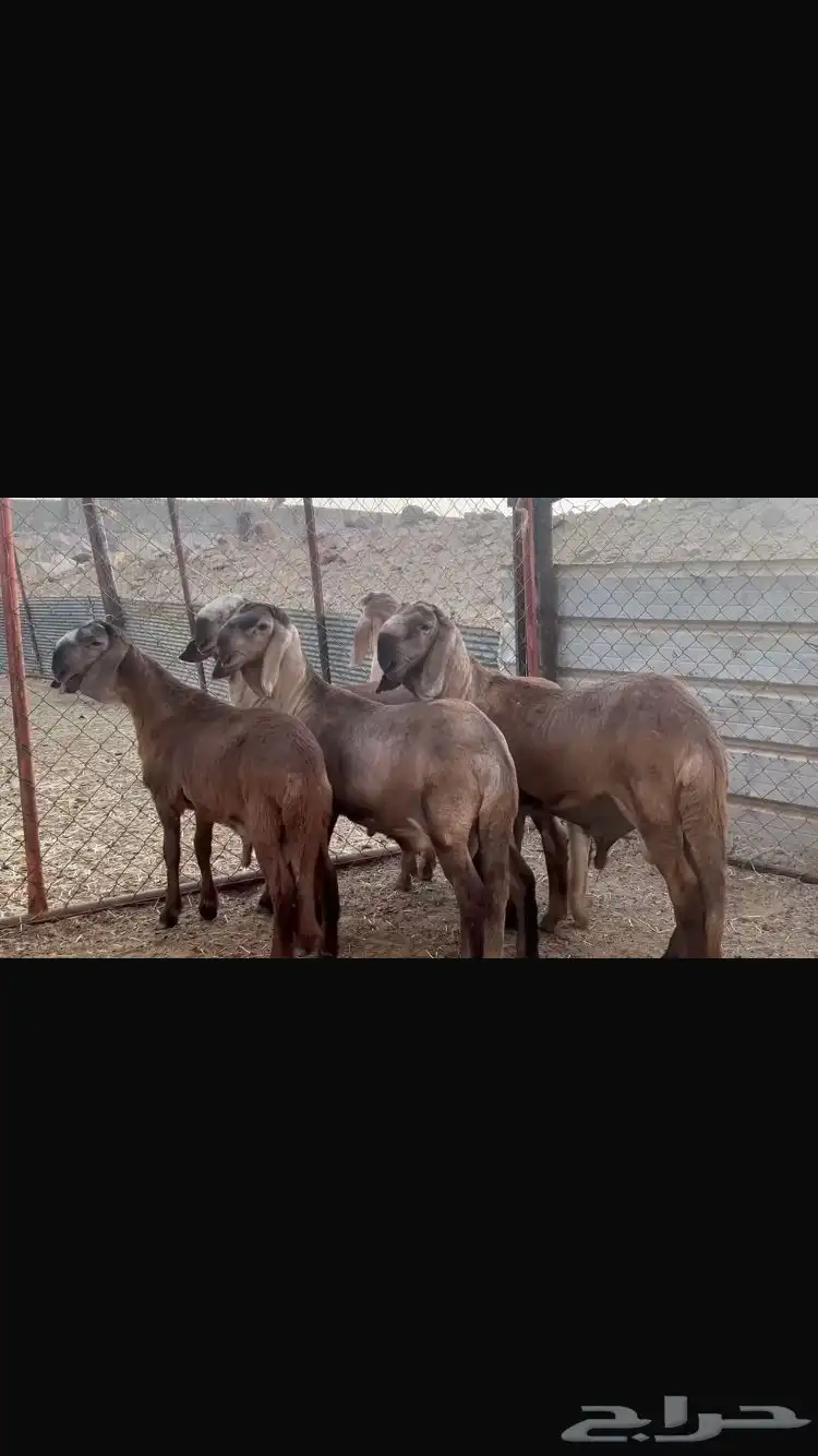 خرفان سواكن درمانية صنف 4