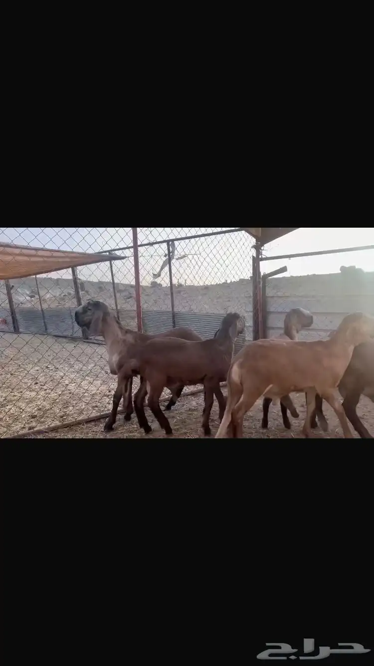 خرفان سواكن درمانية صنف 3