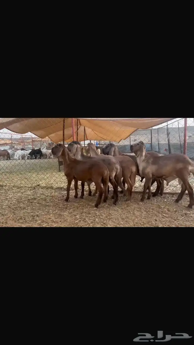 خرفان سواكن درمانية صنف 0