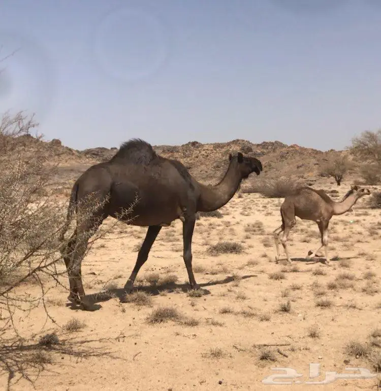 ابل مجاهيم فواخر للبيع 1