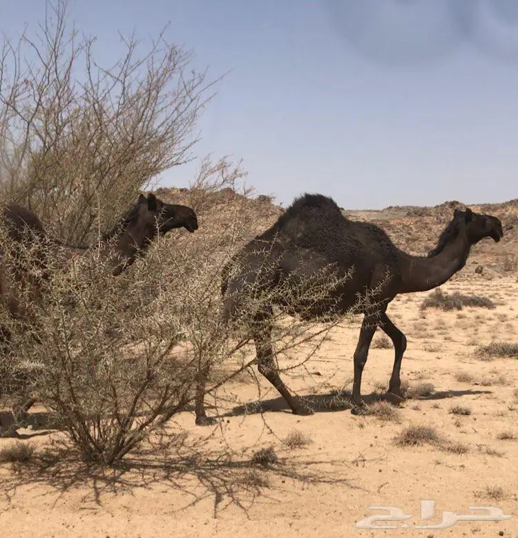 ابل مجاهيم فواخر للبيع 7