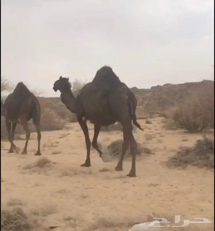 ابل مجاهيم فواخر للبيع 4
