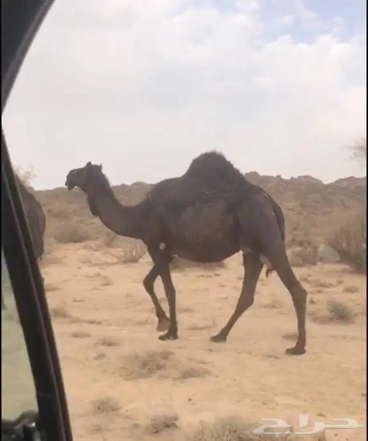 ابل مجاهيم فواخر للبيع 3