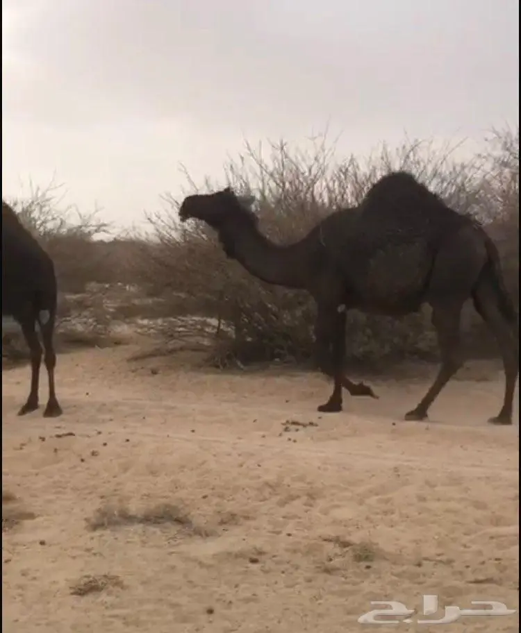 ابل مجاهيم فواخر للبيع 5