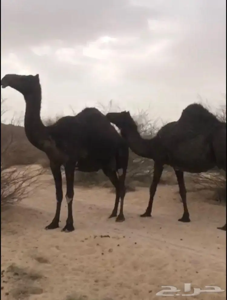 ابل مجاهيم فواخر للبيع 6