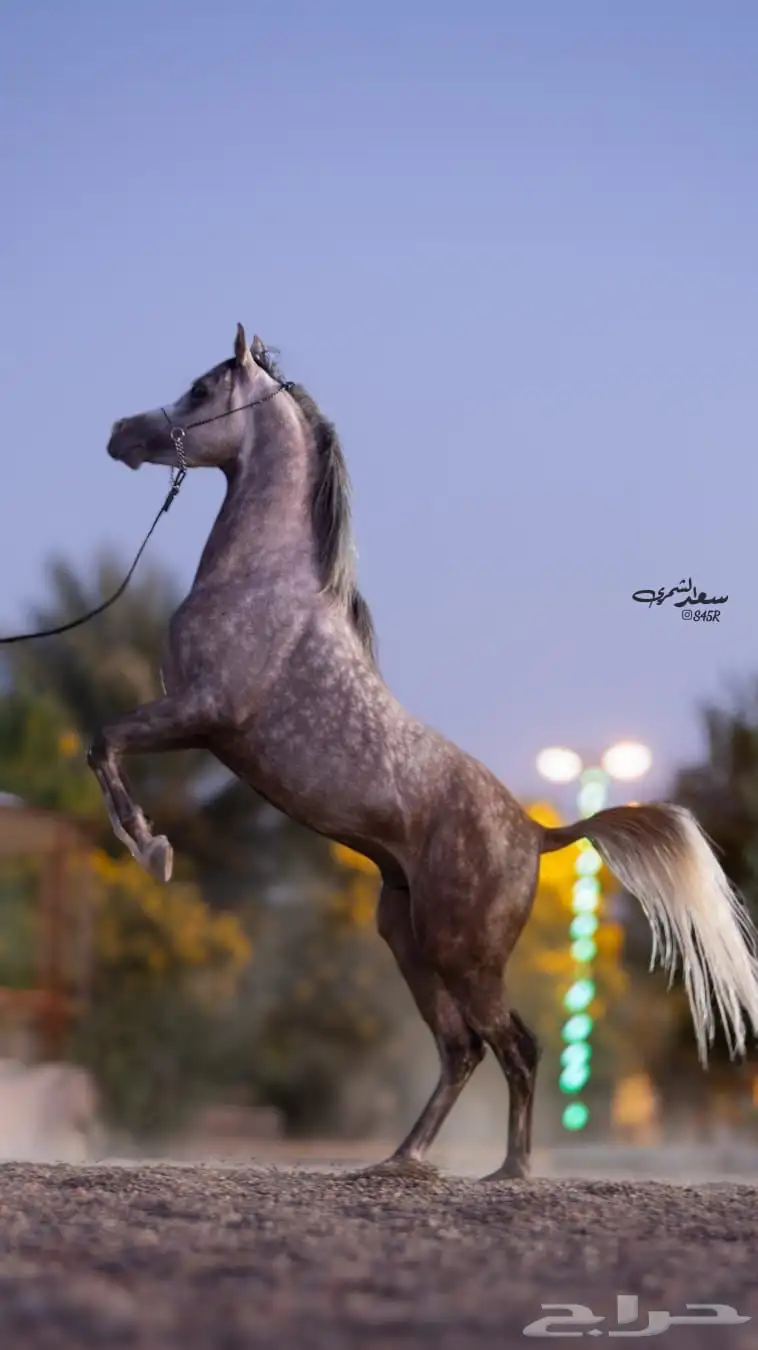 حصان واهو فاخر للبيع 5