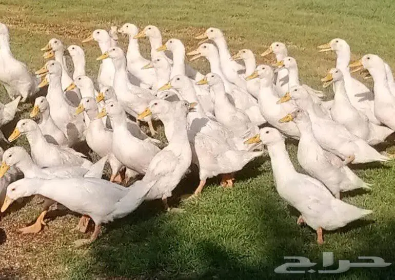 بط بكيني 1