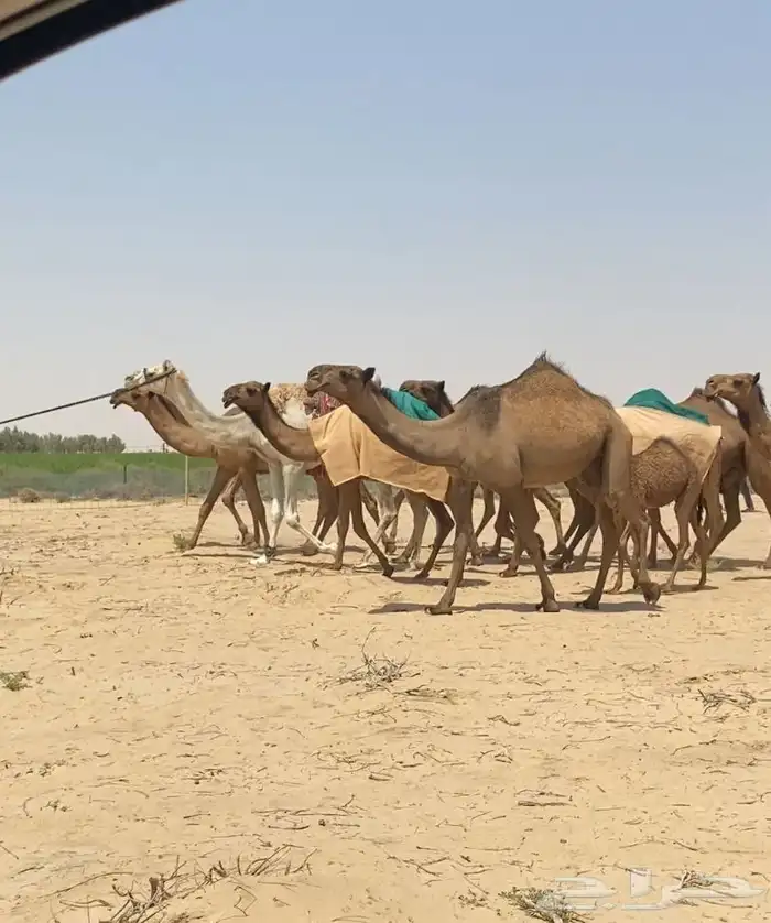 ابل ذود صفر طيبه للبيع 0