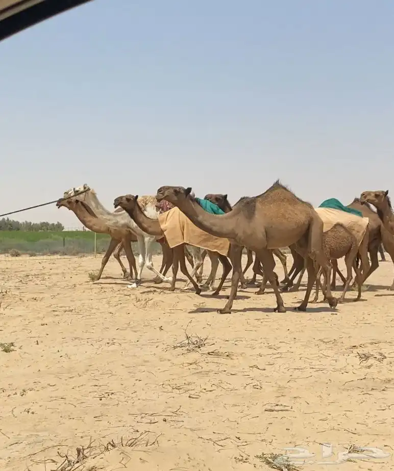 ابل ذود صفر طيبه للبيع 0