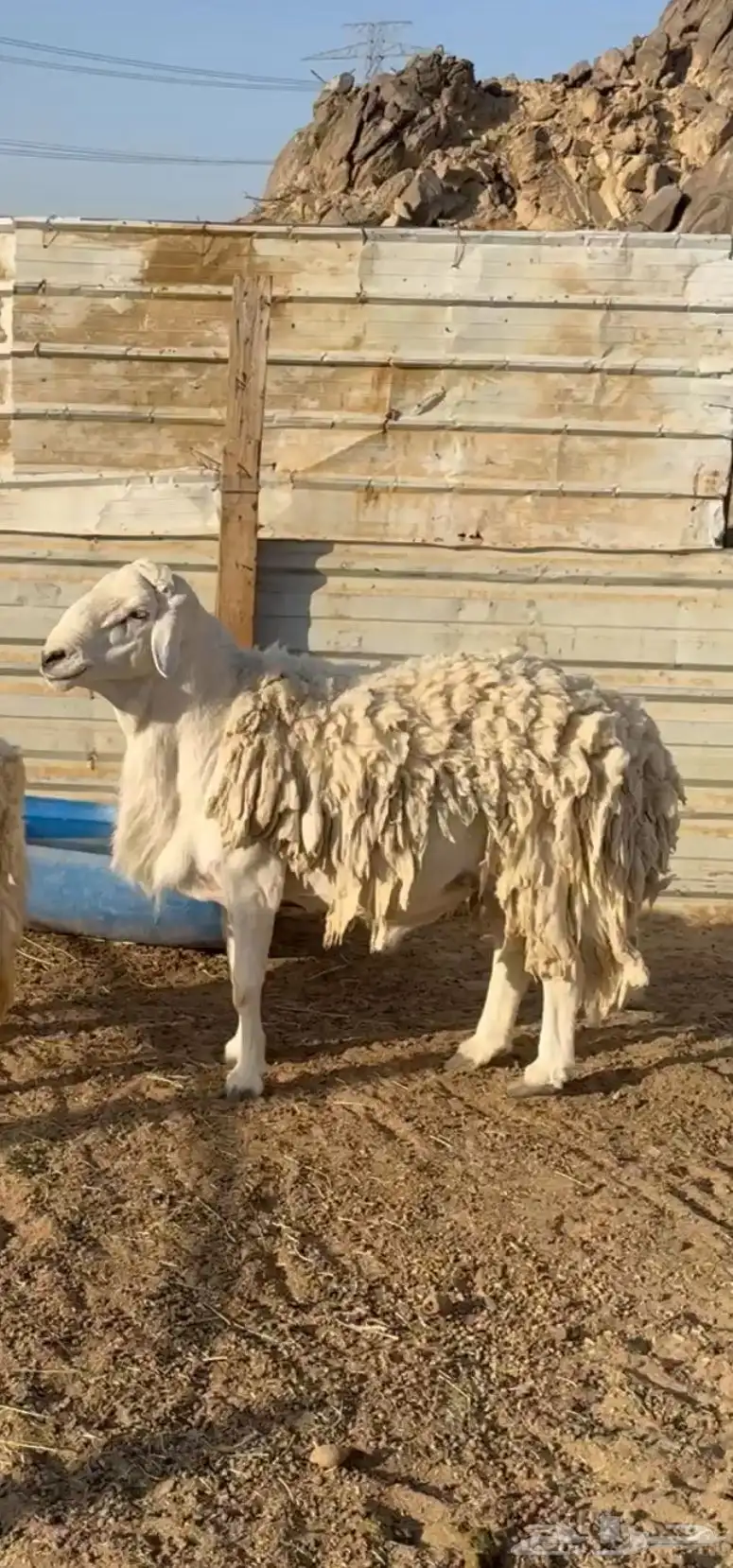 فحل حري 0