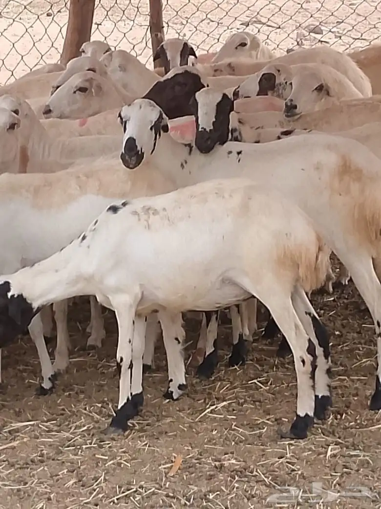 ضان مقاني طيبه جدا 3