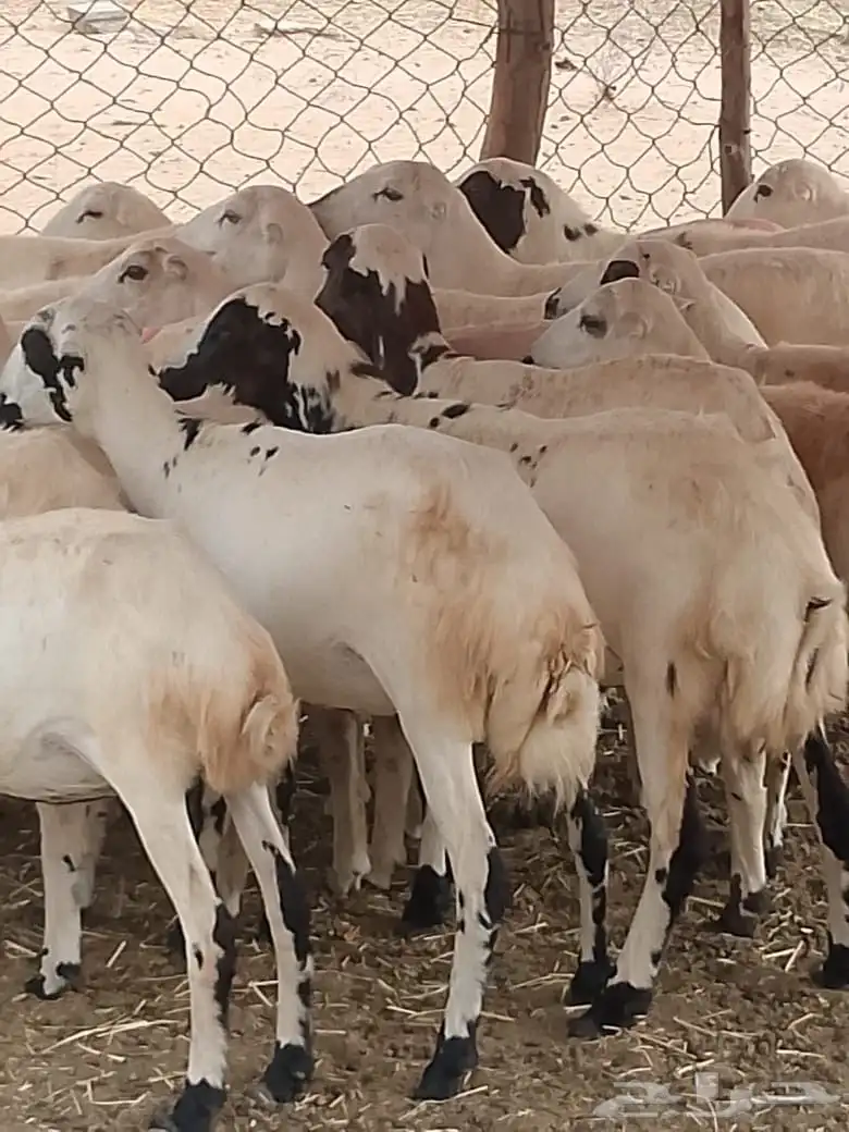 ضان مقاني طيبه جدا 5