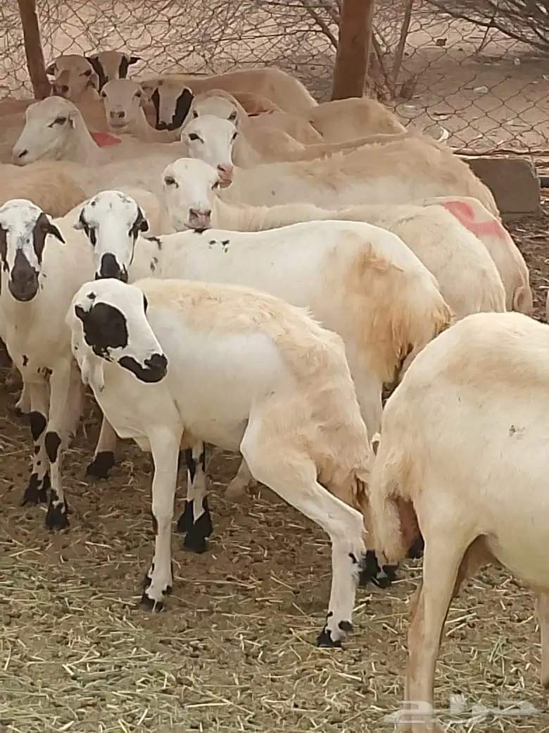 ضان مقاني طيبه جدا 2