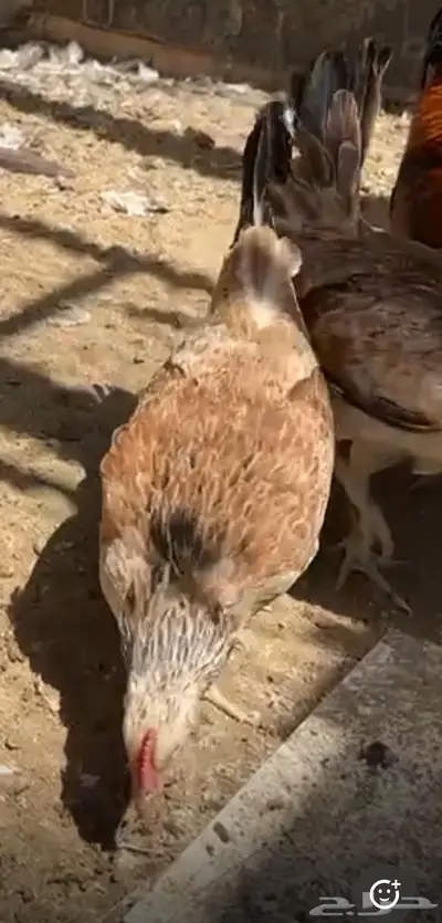 دجاج دندراوي 6