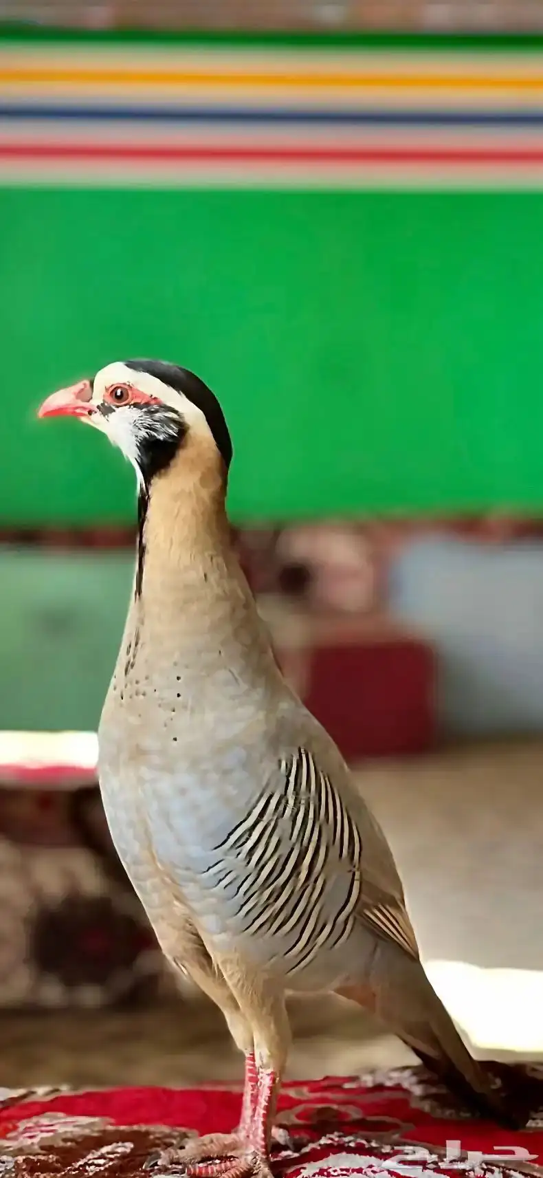 قهد عربي 0