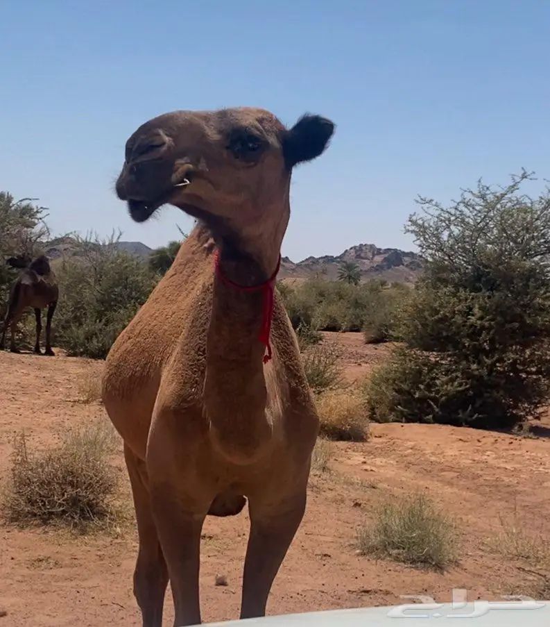 مفروده طيبية للبيع صفراء دبيانية 0