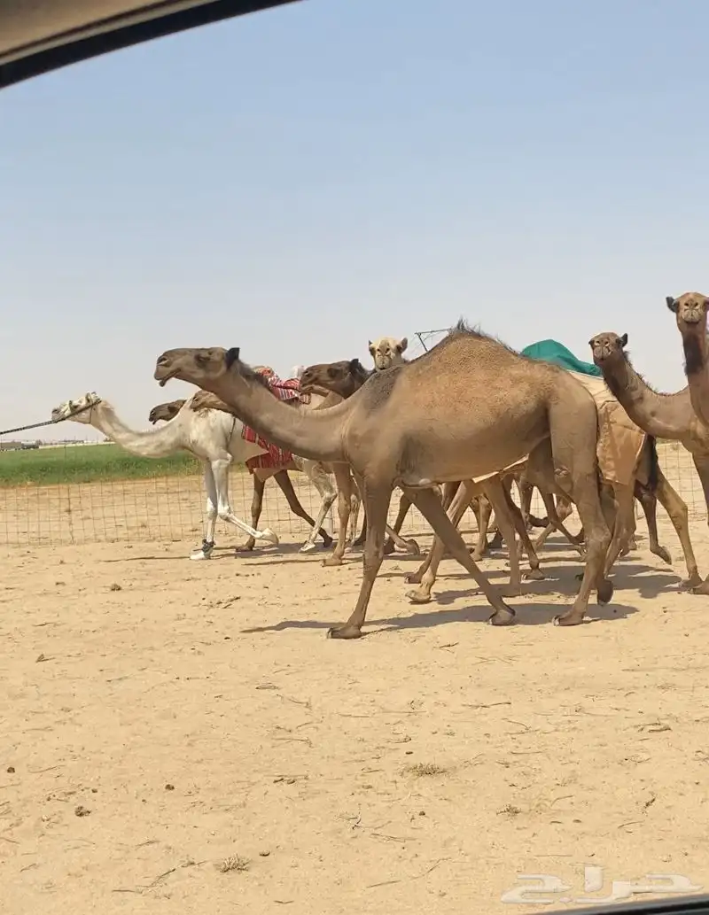ابل ذود صفر طيبه للبيع 10